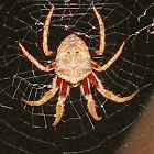 Tree Stump Spider