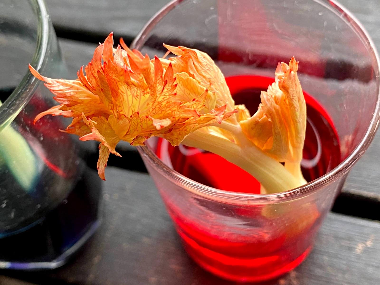 A close-up of red dye in the leaves of a stalk of celery. 