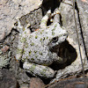 Canyon Treefrog