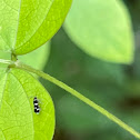 Leaf Blotch Miner Moth