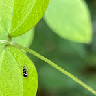 Leaf Blotch Miner Moth