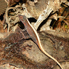 Anolis lizard