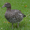 Australian wood duck