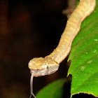 Bornean Leaf-nosed Pit Viper