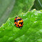 Transverse Lady Beetle