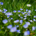 Blue flowers