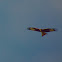 Red Kite