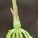 Woodland Horsetail