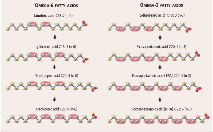 Hepatic synthesis of long-chain omega-3 and omega-6 fatty acids from their respective precursors