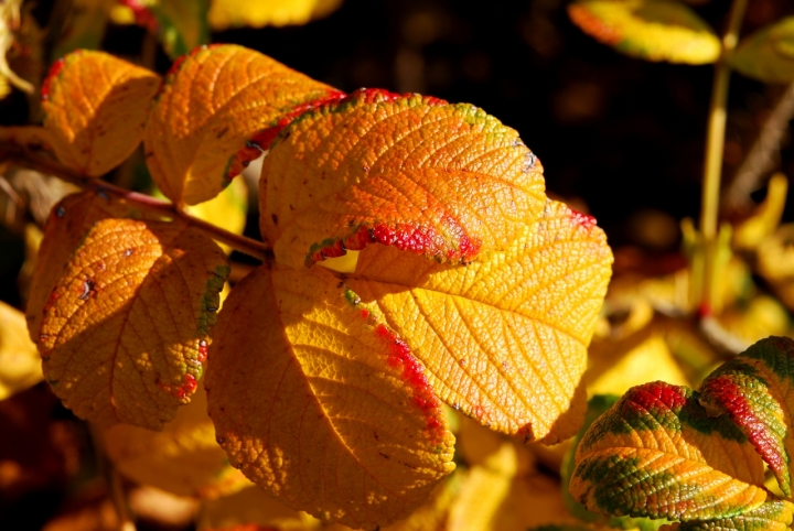 I colori caldi dell'autunno di FrancescoTheDoc