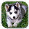 Husky Live Wallpaper icon