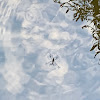 Water Strider