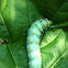 Robin Moth Caterpillar