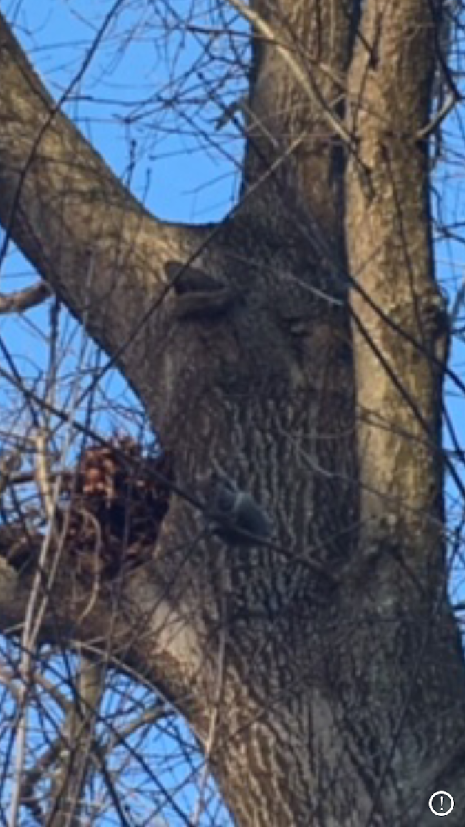 Eastern grey squirrel