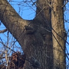 Eastern grey squirrel