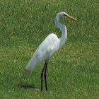 Great Egret