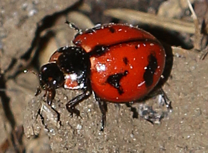 Transverse Ladybird