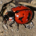 Transverse Ladybird