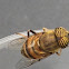 Honey Bee Mimic Banded Eye Drone Fly