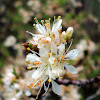 Wild Plum