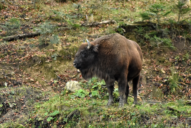 European bison