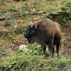 European bison