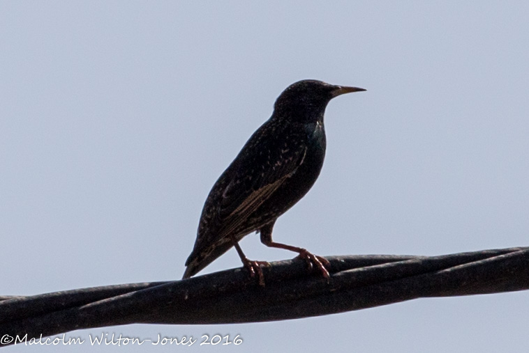 Starling; Estornino Pinto