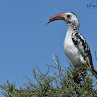 Hornbill  -  Jackson's Hornbill