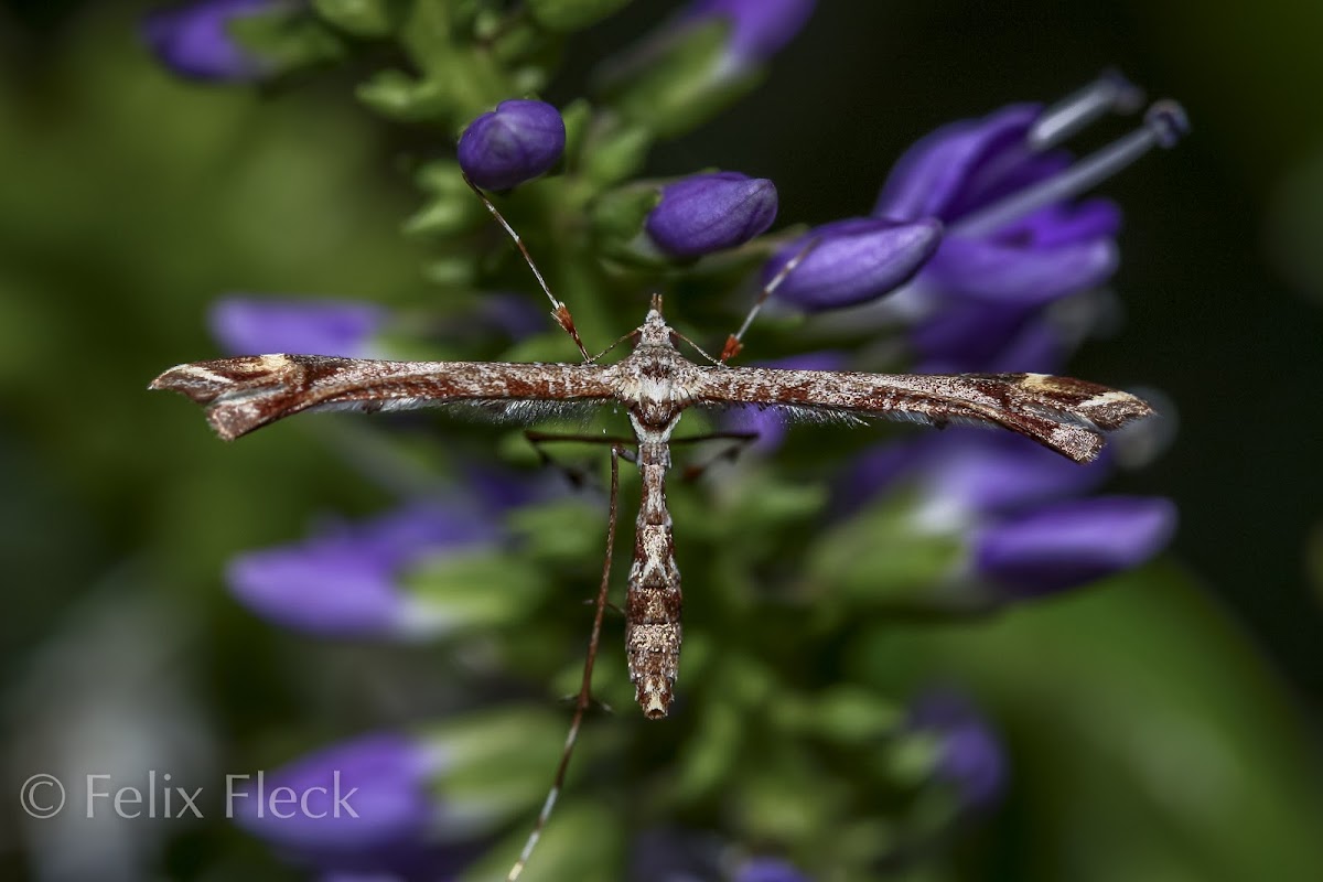 Brown Plume Moth