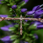 Brown Plume Moth