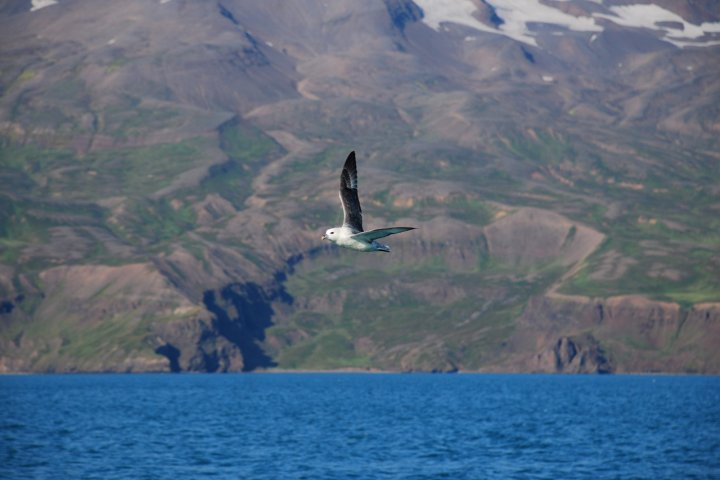 Gabbiano nel mare Glaciale artico di arch.bruzzone