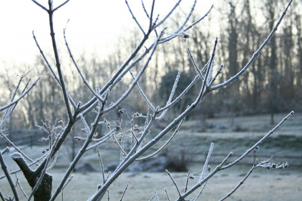 Inverno gelido di ambro17