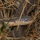 Garter snake