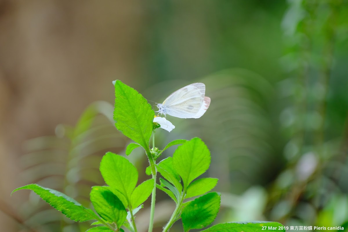 Pieris canidia 東方菜粉蝶