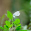 Pieris canidia 東方菜粉蝶