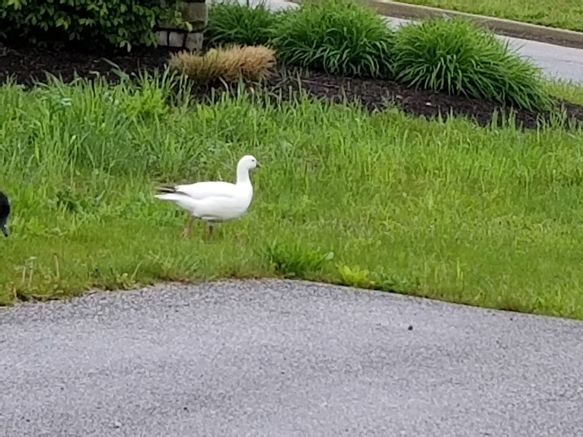 Ross's Goose