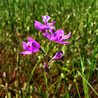 Grasspink Orchid