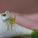 A Trio of Crab Spiders