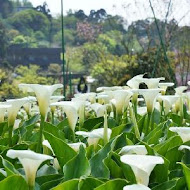 【竹子湖】苗榜花園餐廳