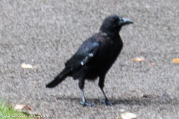 Carrion Crow