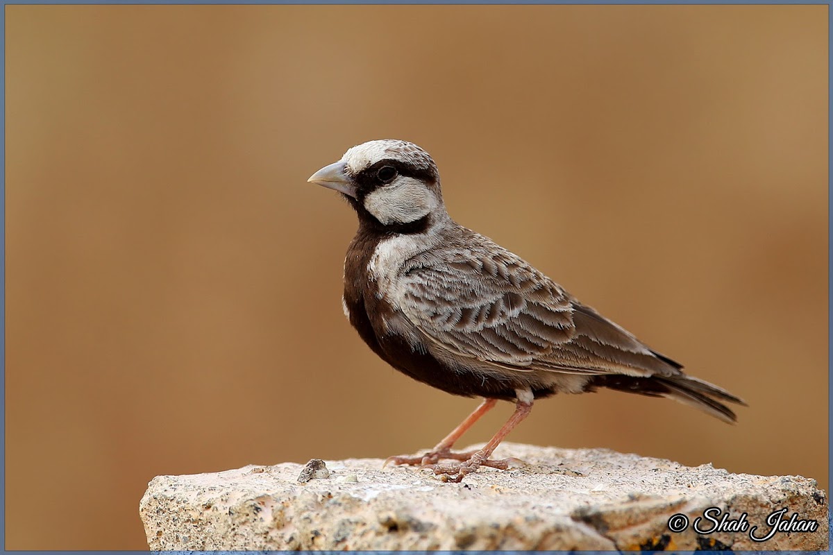 Ashy-crowned Sparrow-lark