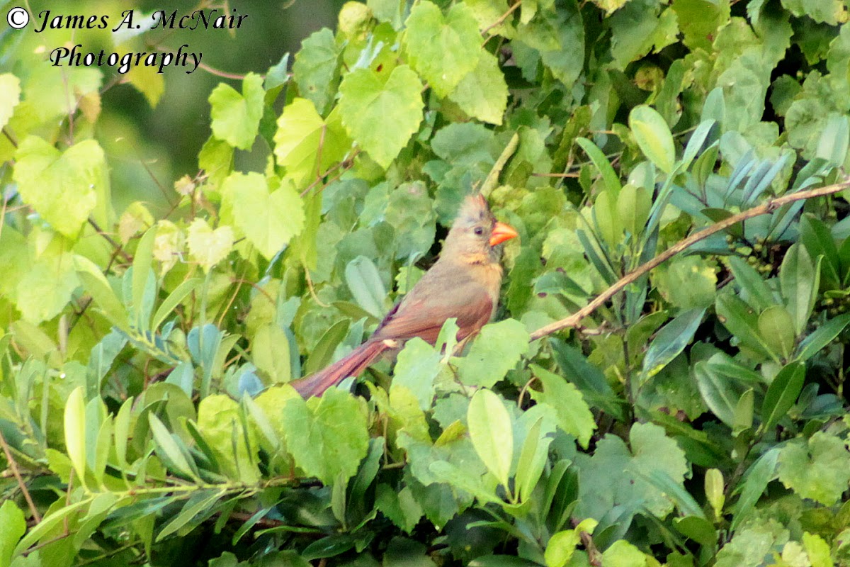 Northern Cardinal