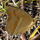 Peacock Pansy