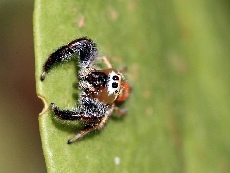 Jumping Spider (male)