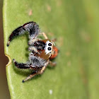 Jumping Spider (male)