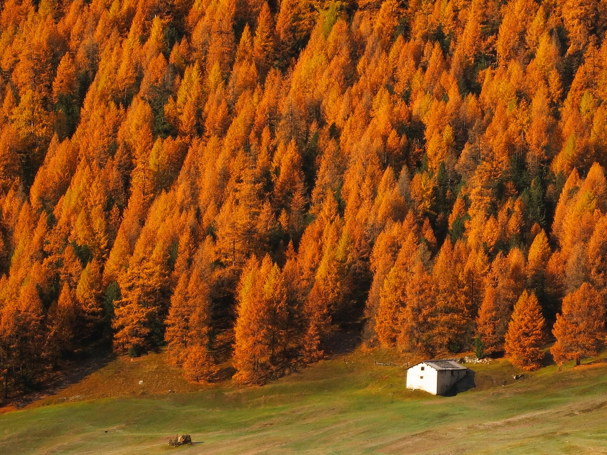 Livignorange di engy