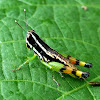 Yellow and orange Striped Grasshopper