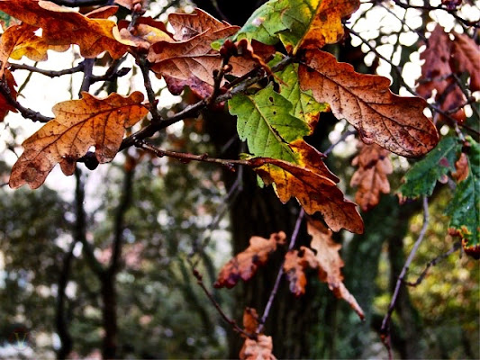 Autunno in Nogueira di Adam_feik