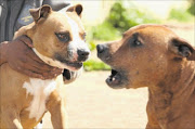 STOP THIS CRUELTY: A task team comprising the Nelson Mandela Bay metro's dog unit, Animal Anti-Cruelty League and police is out to stop pit bull fighting in the area.