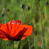 ROSSO ARMONICO di 